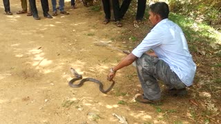 Exciting cobra catching, unique cobra catching moment