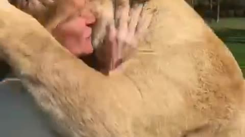 Lions Love Human