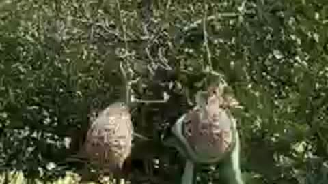 Watch these birds desperately attack a boomslang snake that is invading their nests.