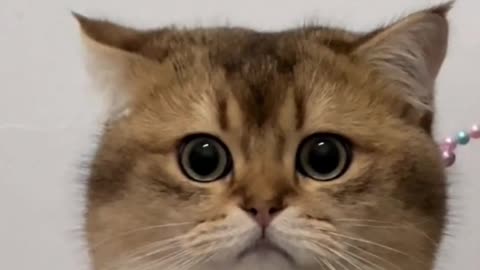 Fanny cat videos | kitty cat video | Cute cat videos | Pet Animal video | Kittycat |