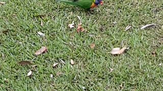 Meat Eating Lorikeets Steal Kookaburra's Meal