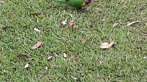 Meat Eating Lorikeets Steal Kookaburra's Meal