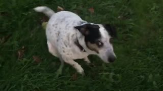 Dog scratching itself on grass