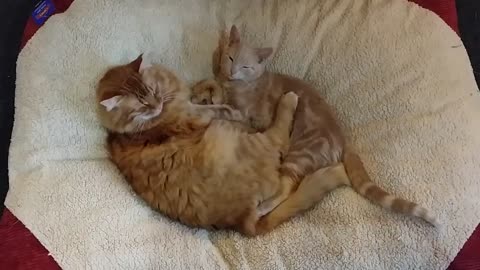 Foster kitten cuddles with adopted mother
