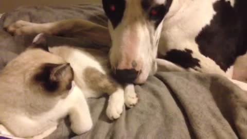 Giant Great Dane dog loves on kitten Best friends