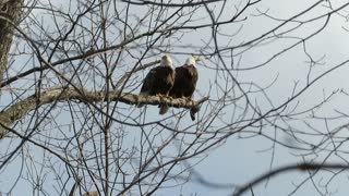 Bald Eagle Pair