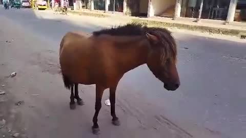 a beautiful horse