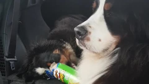 Trouble puppy in the car