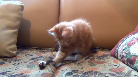 Little Kitten Playing His Toy Mous