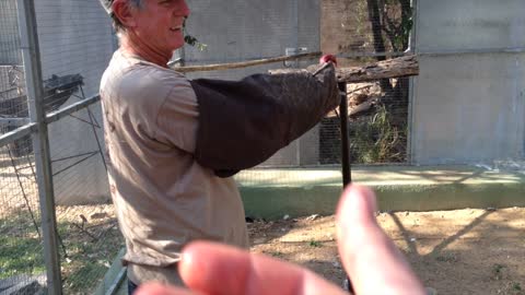 Trying To Teach A Vulture To Fly | Moholoholo South Africa