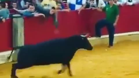 The cow attacks the bullfighter very angrily and attacks her