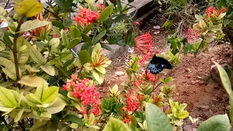 Butterfly Collecting HONEY