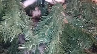 Kittens playing on the xmas tree