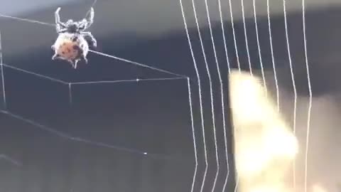 Spider Displays Amazing Precision During Web Building