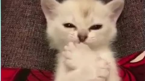 Cute kittens meowing Funny