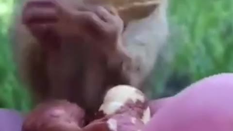 Compiled of funny animal videos