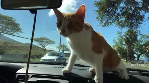 Cat slips during car ride!