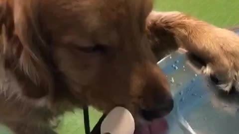 Just a pup trying to stay hydrated