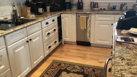 Smart cat opens cabinet door to hide.