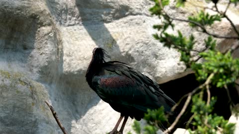 bald-ibis-bird-plumage-beak