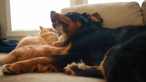 Dog and cat play and cuddle together