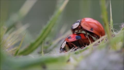 Ladybugs making love before Valentines day :)