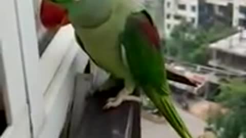 Parrot Calling Mummy in Lockdown