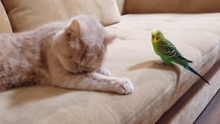 Кот и птица, милые животные #109
