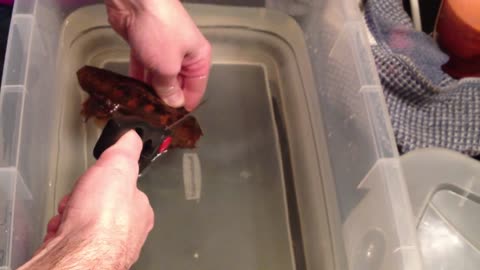 Giving A Baby Bamboo Shark A Helping Hand