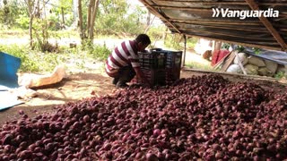 El cultivo de alimentos especial campesinos 2020