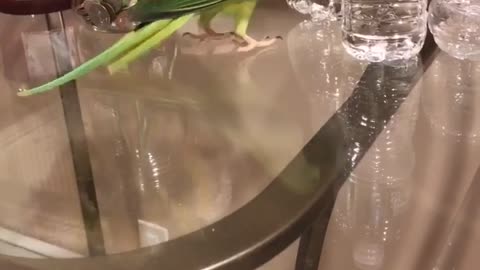 Parrot makes a mess