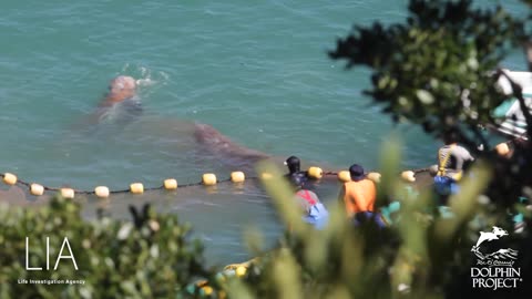 A Family of Riss's Dolphins destroyed in Taiji Japan