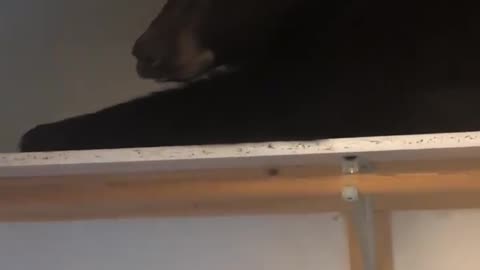 Family wakes up to find wild bear sleeping in their closet