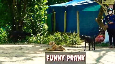 Funny Videos Animals 2021 ll Cute Pets Animals Funny Compilations ll