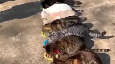 The Cats Eating Time,just amazing moments