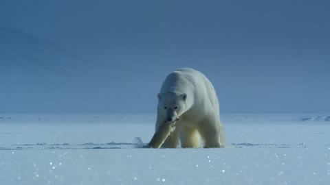 Polar bear takes a seal to eat