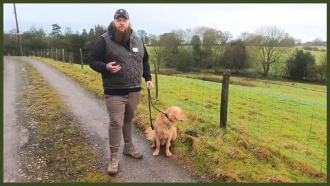 How To Stop Your Dog PULLING On The Leash