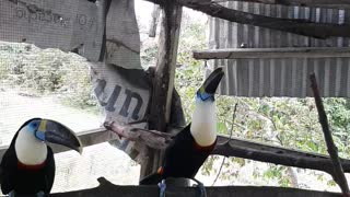toucan bird in the Amazon jungle speaks wisdom