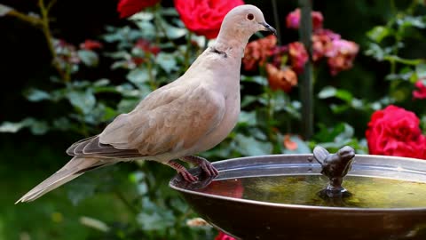 Female Dove Birds Drinks Water In Garden Weel