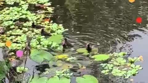Baby Coots April 7, 2022