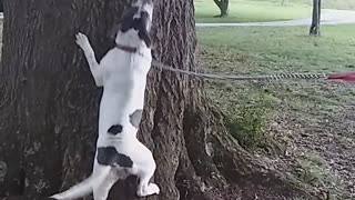 Dog climbing a tree