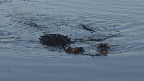 Florida Alligator Mating Ritual