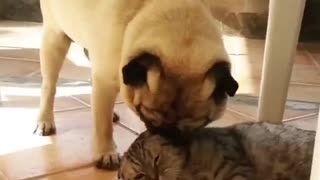 Cat and dog fall in love