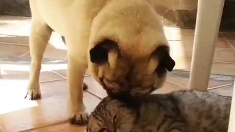 Cat and dog fall in love