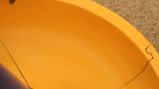 Dog Doesn't Know How to Use a Slide