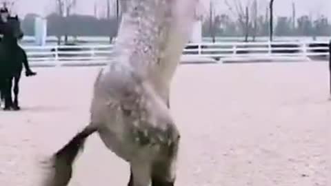 Amazing Horse Tricks | Still Standing