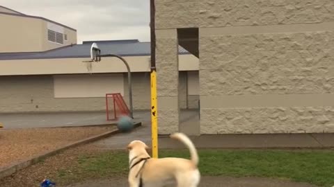 Lab plays tetherball by himself