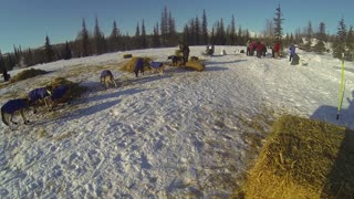 Willow 300 Sled Dog race 2021 (Petersville check point)