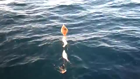 Fluke fishing on board