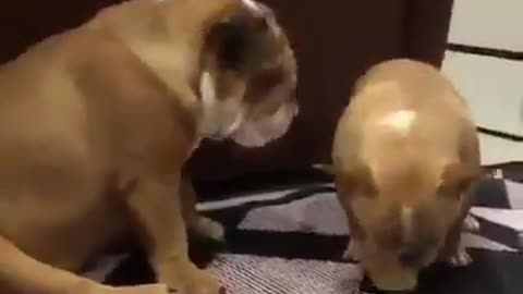 Dogs fight for fun